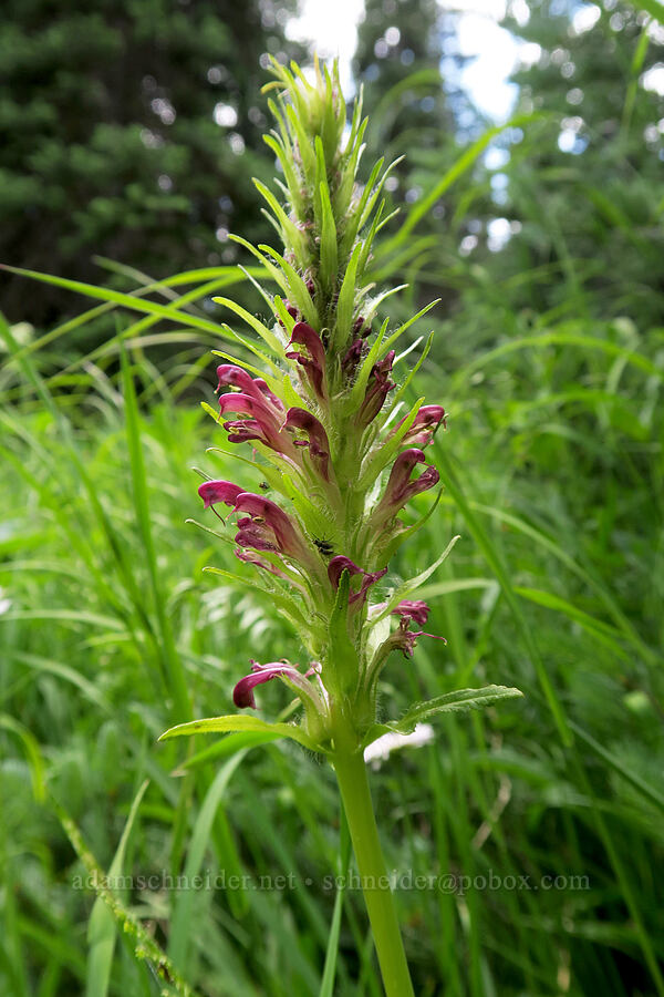 bracted lousewort with red flowers (Pedicularis bracteosa var. atrosanguinea) [Grand Lake, Olympic National Park, Clallam County, Washington]