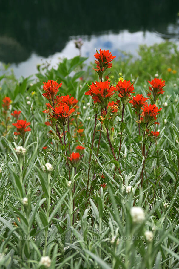 paintbrush (Castilleja miniata) [Badger Valley Trail, Olympic National Park, Clallam County, Washington]