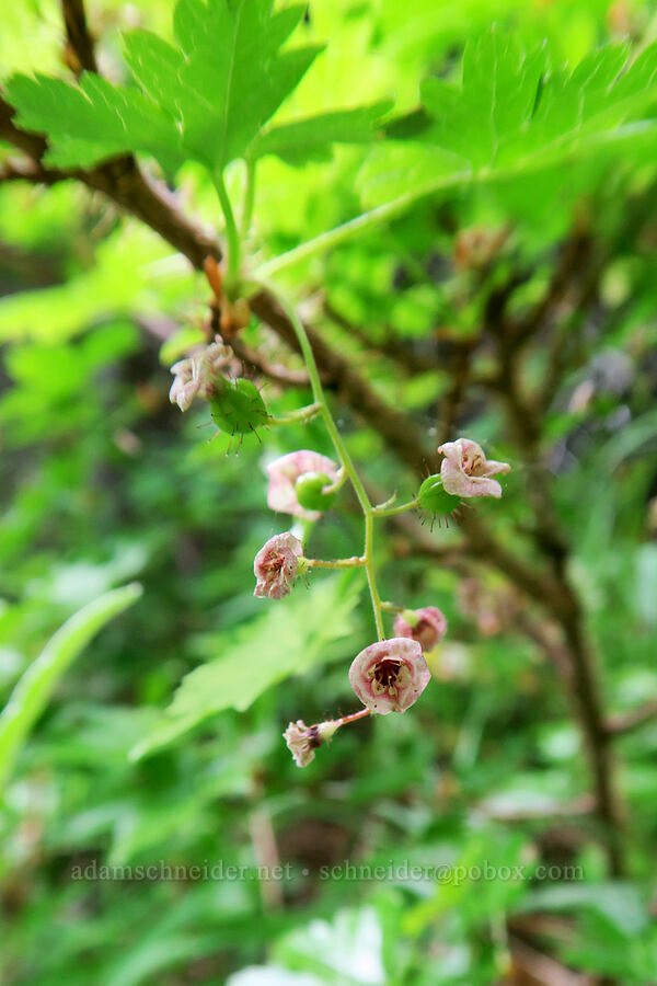 prickly currant flowers (Ribes lacustre) [Badger Valley Trail, Olympic National Park, Clallam County, Washington]