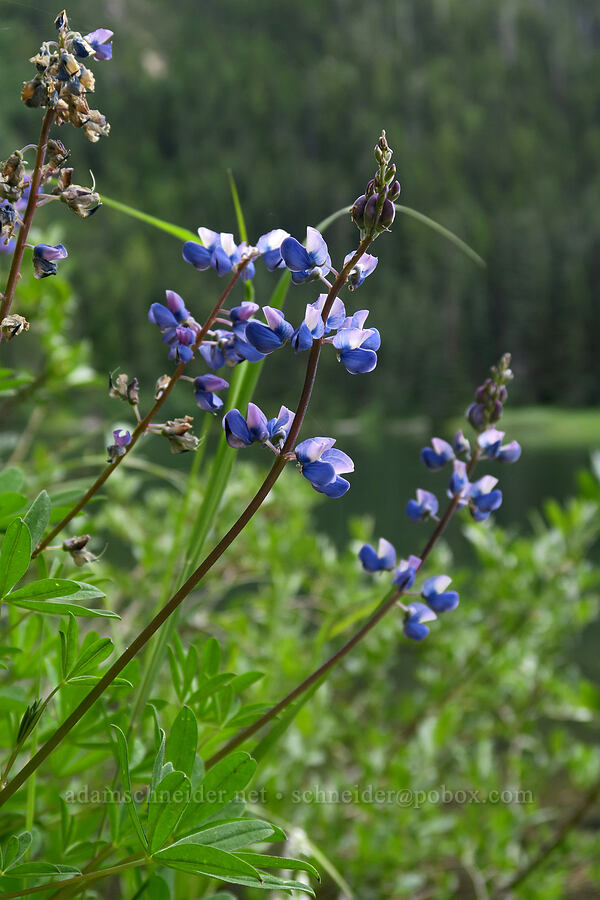 lupines (Lupinus latifolius) [Grand Lake, Olympic National Park, Clallam County, Washington]
