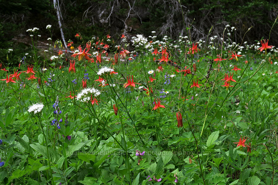 western columbine & Sitka valerian (Aquilegia formosa, Valeriana sitchensis) [Badger Valley Trail, Olympic National Park, Clallam County, Washington]