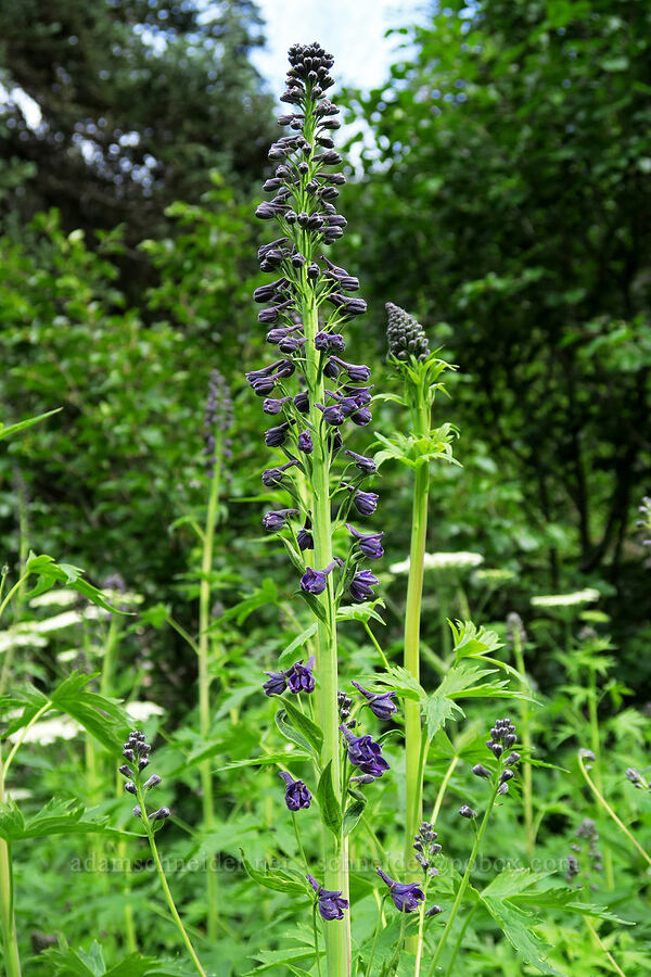 giant larkspur (Delphinium glaucum) [Badger Valley Trail, Olympic National Park, Clallam County, Washington]