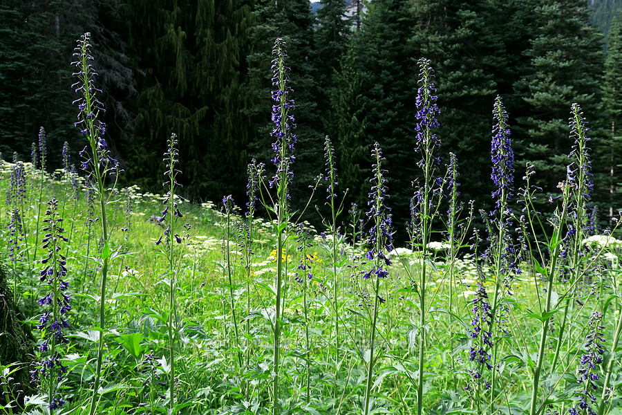 giant larkspur (Delphinium glaucum) [Badger Valley Trail, Olympic National Park, Clallam County, Washington]