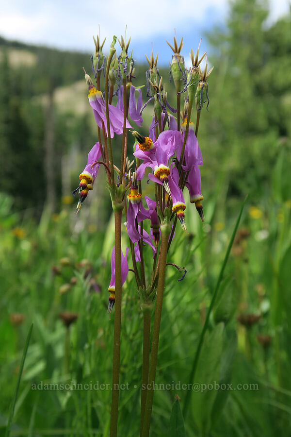 dark-throated shooting stars (Dodecatheon pulchellum var. macrocarpum (Primula pauciflora var. macrocarpa)) [Badger Valley Trail, Olympic National Park, Clallam County, Washington]