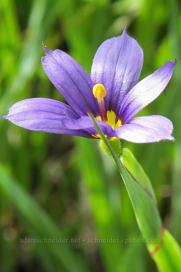 Alaska blue-eyed grass (Sisyrinchium littorale) [Badger Valley Trail, Olympic National Park, Clallam County, Washington]