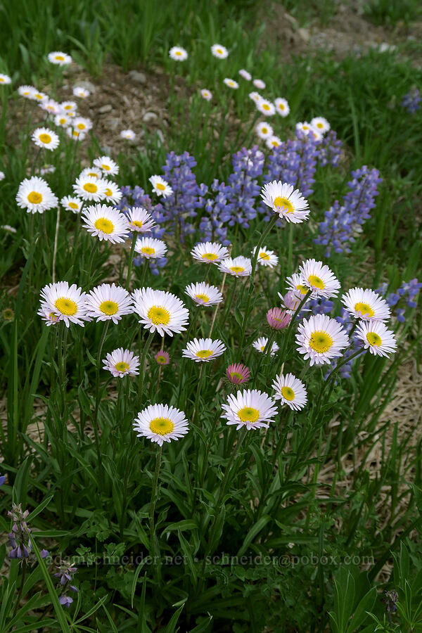 subalpine daisies & lupines (Erigeron glacialis var. glacialis, Lupinus latifolius) [Badger Valley Trail, Olympic National Park, Clallam County, Washington]