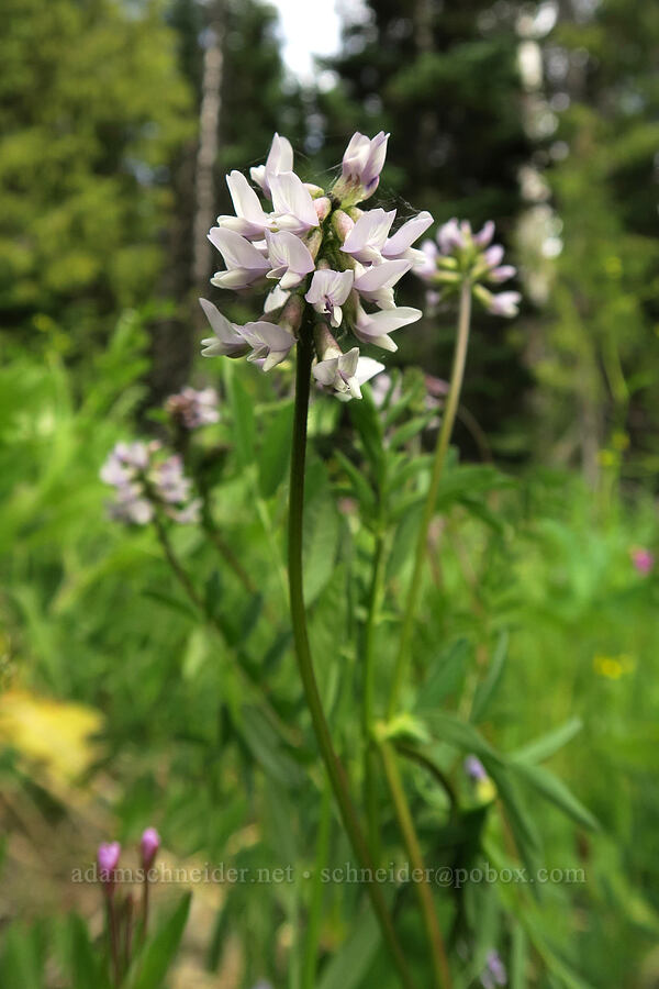 Robbins' milk-vetch (Astragalus robbinsii) [Badger Valley Trail, Olympic National Park, Clallam County, Washington]