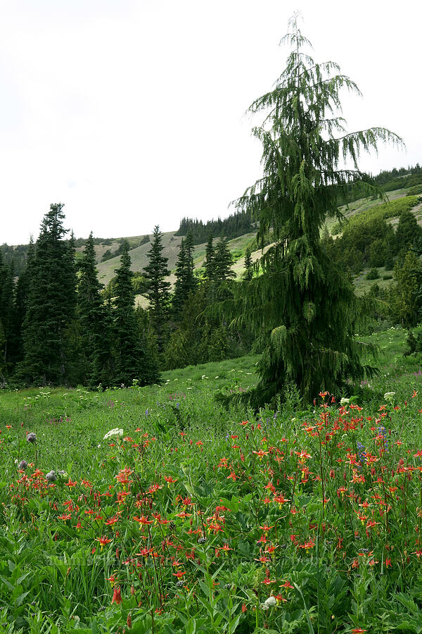 scarlet columbine & a yellow cedar (Aquilegia formosa, Cupressus nootkatensis (Callitropsis nootkatensis) (Xanthocyparis nootkatensis) (Chamaecyparis nootkatensis)) [Badger Valley Trail, Olympic National Park, Clallam County, Washington]