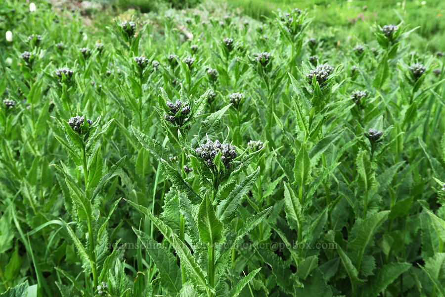 American saw-wort, budding (Saussurea americana) [Badger Valley Trail, Olympic National Park, Clallam County, Washington]