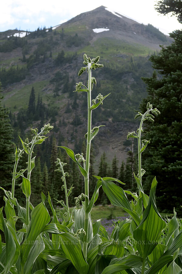 corn lilies, budding (Veratrum viride var. eschscholtzianum (Veratrum eschscholtzii)) [Badger Valley Trail, Olympic National Park, Clallam County, Washington]