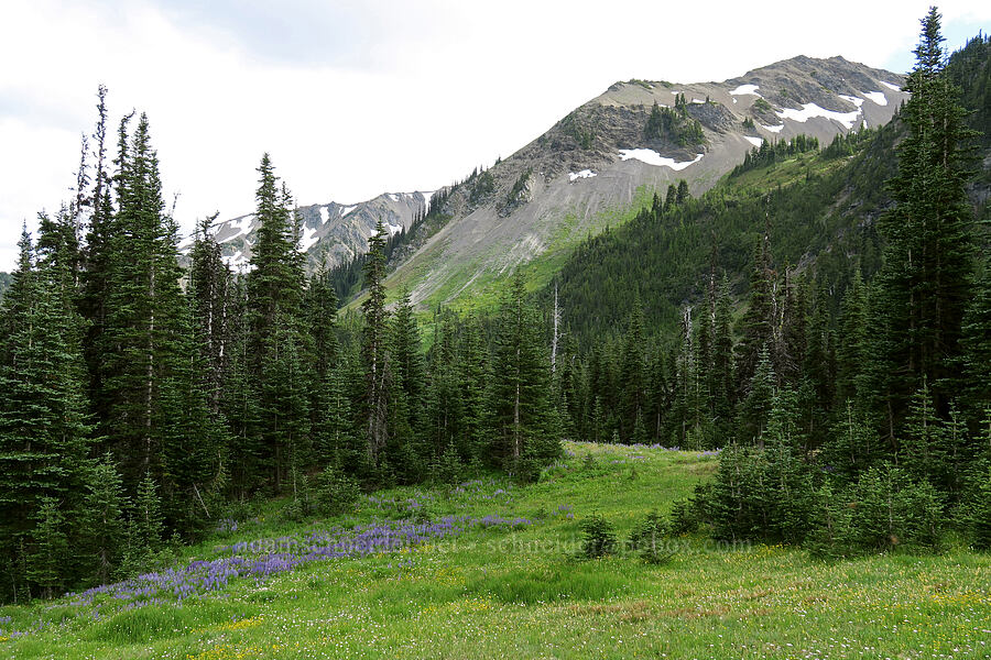 Badger Valley [Badger Valley Trail, Olympic National Park, Clallam County, Washington]
