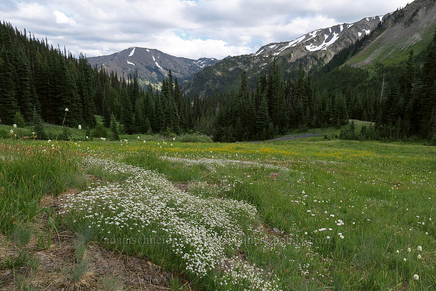slender mountain sandwort (Eremogone capillaris (Arenaria capillaris)) [Badger Valley Trail, Olympic National Park, Clallam County, Washington]