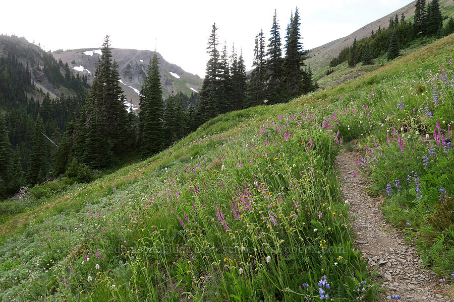 wildflowers (Arnica parryi, Hedysarum occidentale, Lupinus latifolius, Bistorta bistortoides (Polygonum bistortoides)) [Badger Valley Trail, Olympic National Park, Clallam County, Washington]