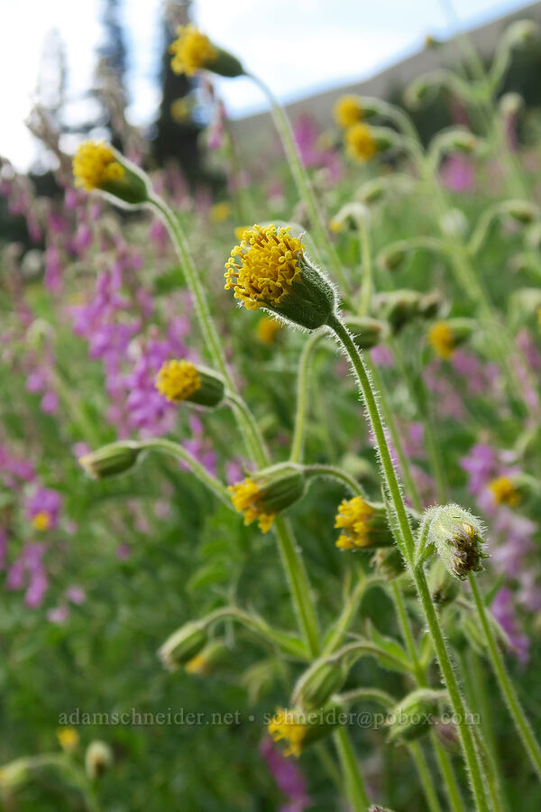 Parry's arnica (Arnica parryi) [Badger Valley Trail, Olympic National Park, Clallam County, Washington]