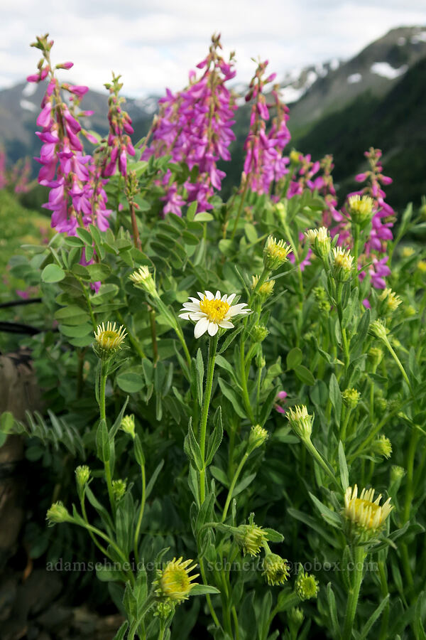 Olympic aster & western sweet-vetch (Eucephalus paucicapitatus (Aster paucicapitatus), Hedysarum occidentale) [Badger Valley Trail, Olympic National Park, Clallam County, Washington]