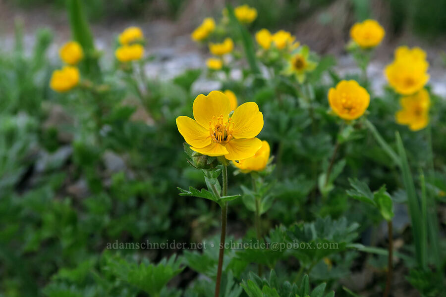 fan-leaf cinquefoil (Potentilla flabellifolia) [Badger Valley Trail, Olympic National Park, Clallam County, Washington]