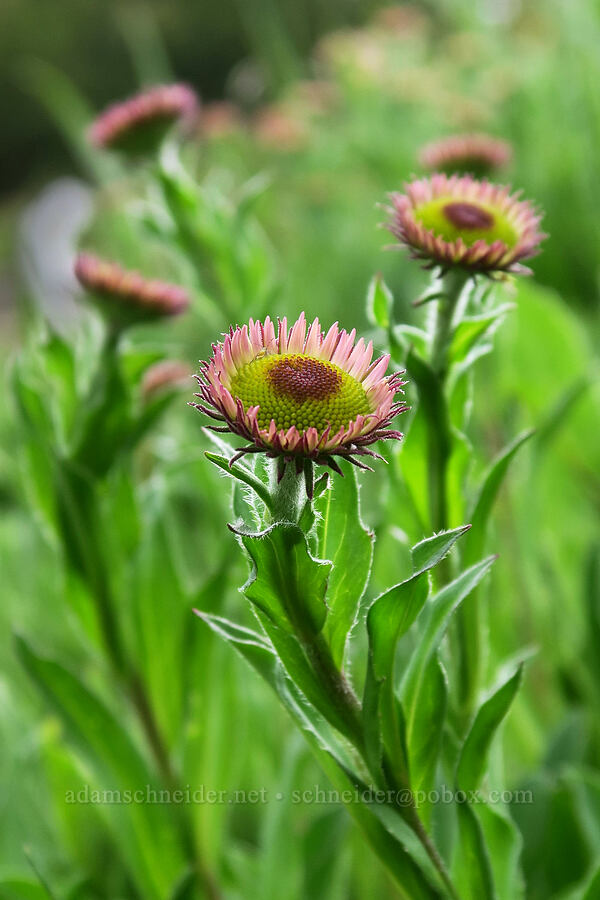 fleabane, budding (Erigeron sp.) [Badger Valley Trail, Olympic National Park, Clallam County, Washington]