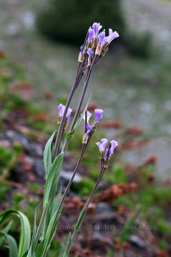 Lyall's rock-cress (Boechera lyallii (Arabis lyallii)) [Badger Valley Trail, Olympic National Park, Clallam County, Washington]