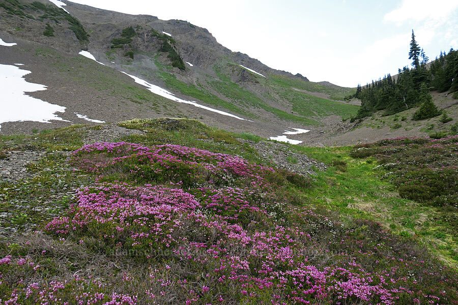 pink mountain heather (Phyllodoce empetriformis) [Badger Valley Trail, Olympic National Park, Clallam County, Washington]