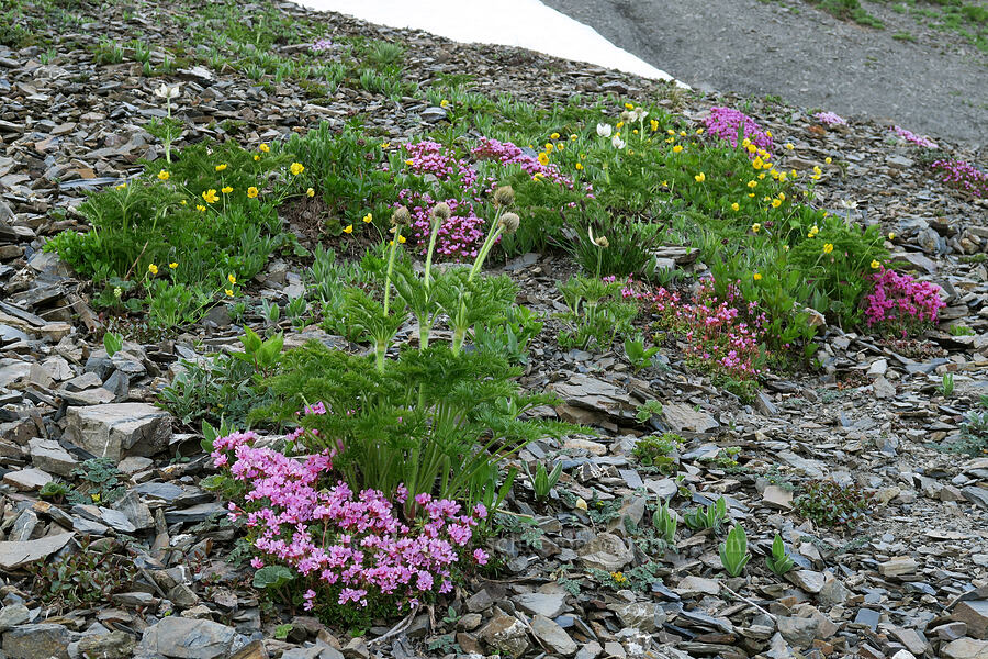 alpine wildflowers (Douglasia laevigata (Androsace laevigata), Anemone occidentalis (Pulsatilla occidentalis), Ranunculus eschscholtzii) [Badger Valley Trail, Olympic National Park, Clallam County, Washington]