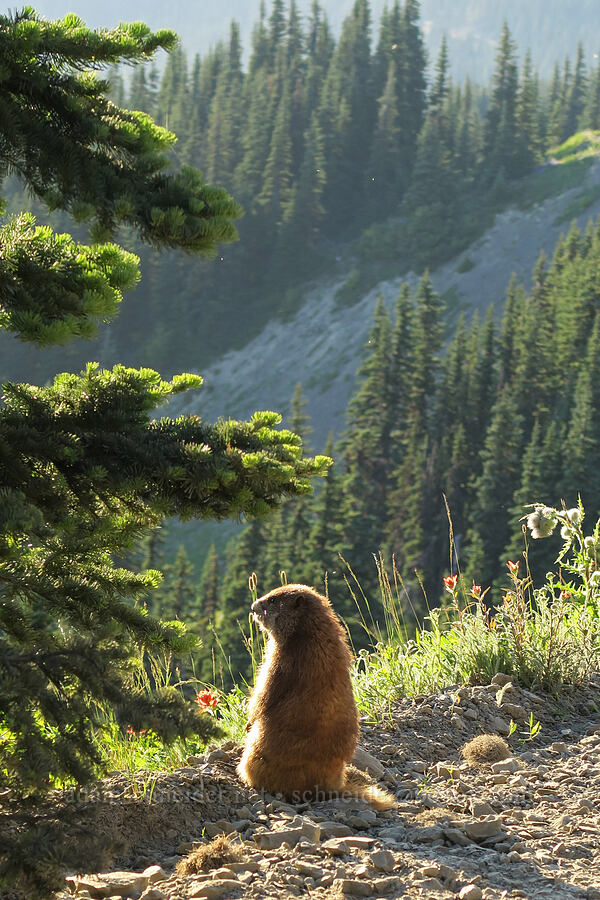 Philosopher Marmot (Marmota olympus) [Obstruction Point Road, Olympic National Park, Clallam County, Washington]