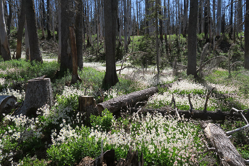 avalanche lilies (Erythronium montanum) [Vista Ridge Trail, Mt. Hood Wilderness, Hood River County, Oregon]
