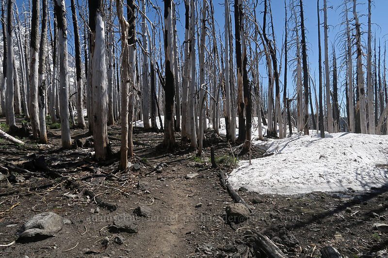lingering snow [Vista Ridge Trail, Mt. Hood Wilderness, Hood River County, Oregon]