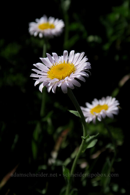 subalpine fleabane (Erigeron glacialis var. glacialis) [Vista Ridge Trail, Mt. Hood Wilderness, Hood River County, Oregon]