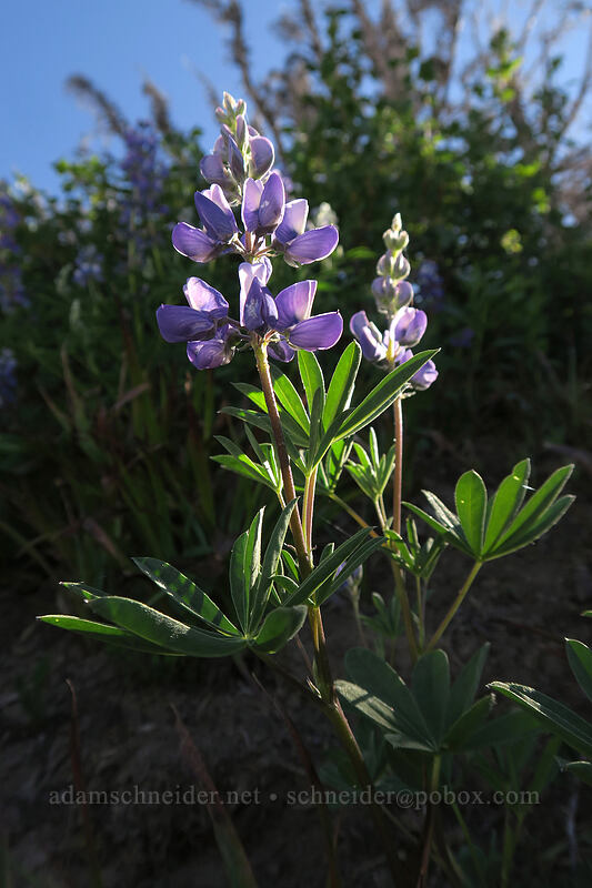 lupines (Lupinus latifolius) [above Wy'East Basin, Mt. Hood Wilderness, Hood River County, Oregon]