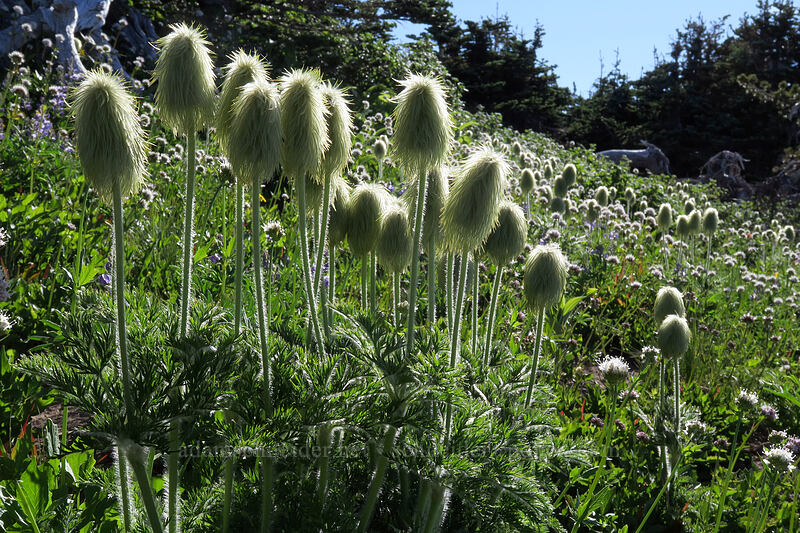 western pasqueflower seed heads (Anemone occidentalis (Pulsatilla occidentalis)) [above Wy'East Basin, Mt. Hood Wilderness, Hood River County, Oregon]