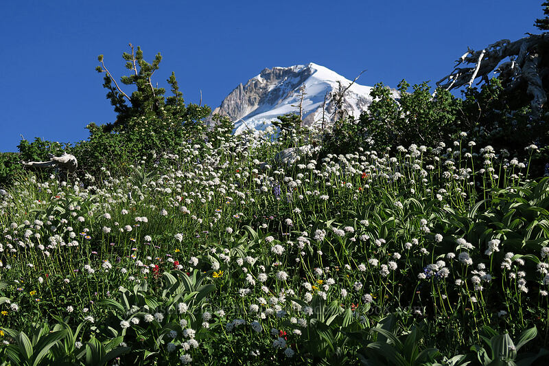 valerian, corn lilies, & Mount Hood (Valeriana sitchensis, Veratrum viride var. eschscholtzianum (Veratrum eschscholtzii)) [above Wy'East Basin, Mt. Hood Wilderness, Hood River County, Oregon]