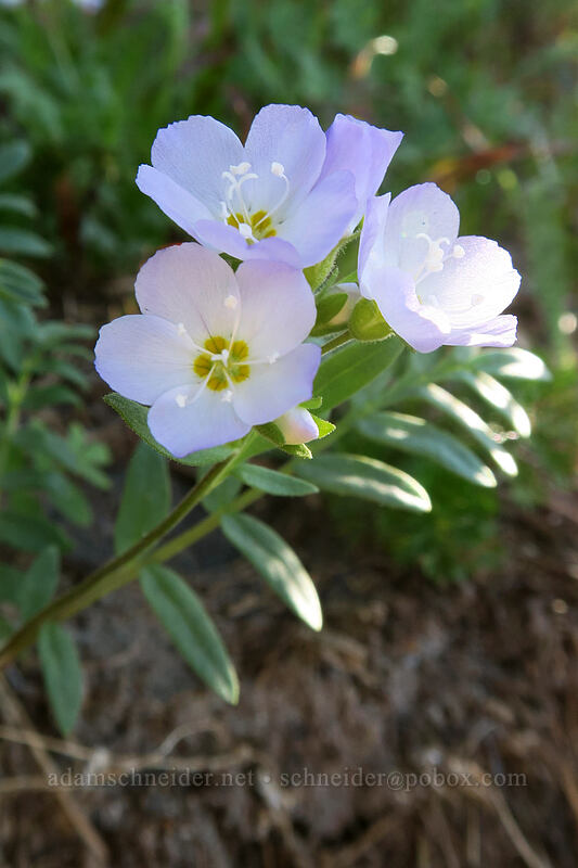showy Jacob's-ladder (Polemonium californicum) [above Wy'East Basin, Mt. Hood Wilderness, Hood River County, Oregon]