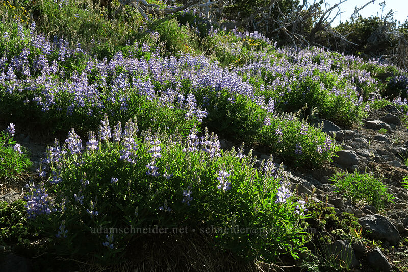 lupines (Lupinus latifolius) [above Wy'East Basin, Mt. Hood Wilderness, Hood River County, Oregon]