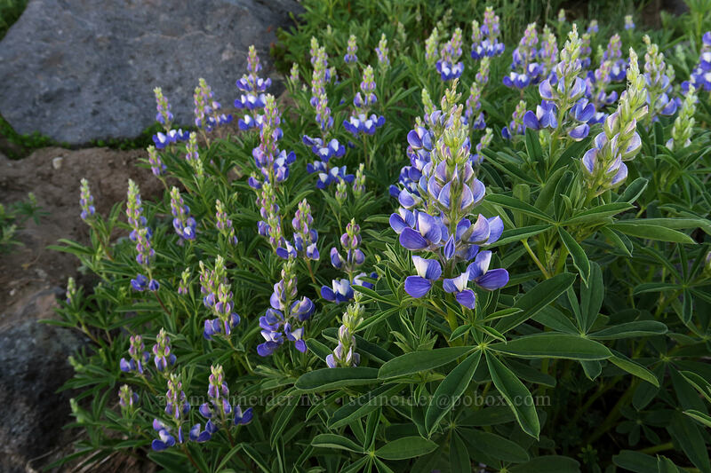 lupines (Lupinus latifolius) [above Wy'East Basin, Mt. Hood Wilderness, Hood River County, Oregon]