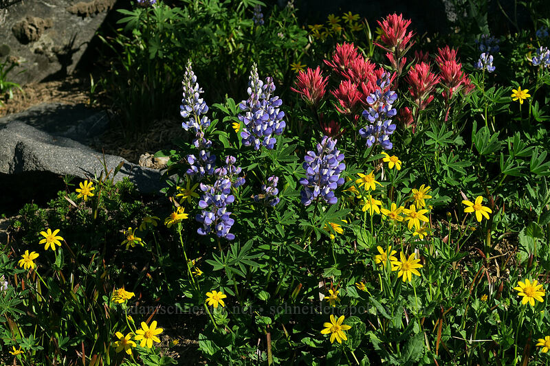 lupines, paintbrush, & arnica (Lupinus latifolius, Castilleja parviflora var. oreopola, Arnica sp.) [above Wy'East Basin, Mt. Hood Wilderness, Hood River County, Oregon]