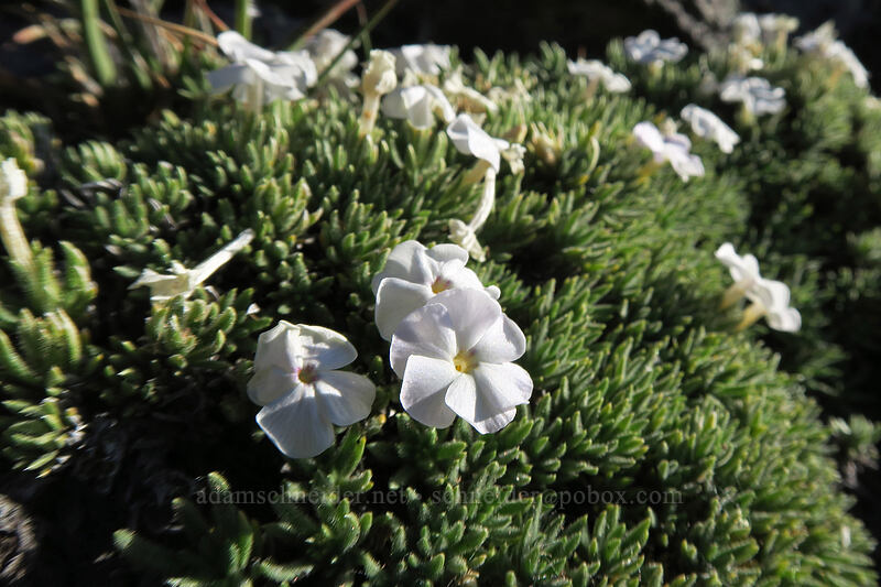 Henderson's phlox (Phlox hendersonii) [below Barrett Spur, Mt. Hood Wilderness, Hood River County, Oregon]