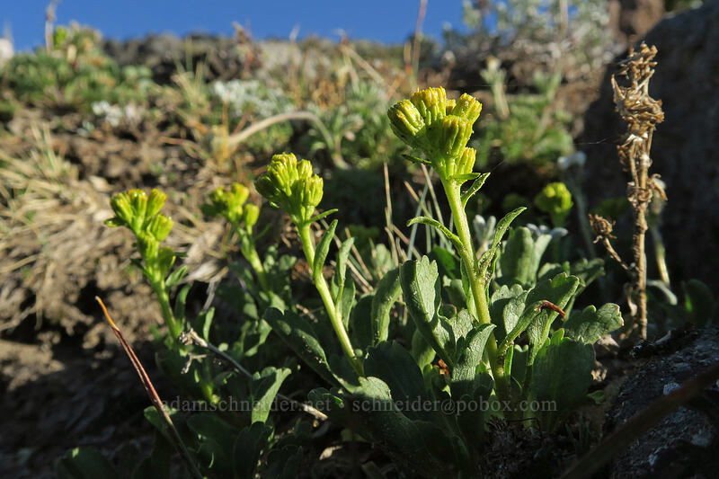 alpine goldenrod, budding (Solidago simplex var. nana) [below Barrett Spur, Mt. Hood Wilderness, Hood River County, Oregon]