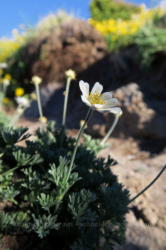 Drummond's anemone (Anemone drummondii) [below Barrett Spur, Mt. Hood Wilderness, Hood River County, Oregon]