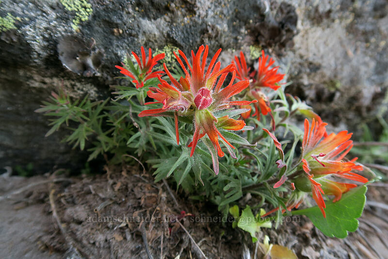 cliff paintbrush (Castilleja rupicola) [below Barrett Spur, Mt. Hood Wilderness, Hood River County, Oregon]