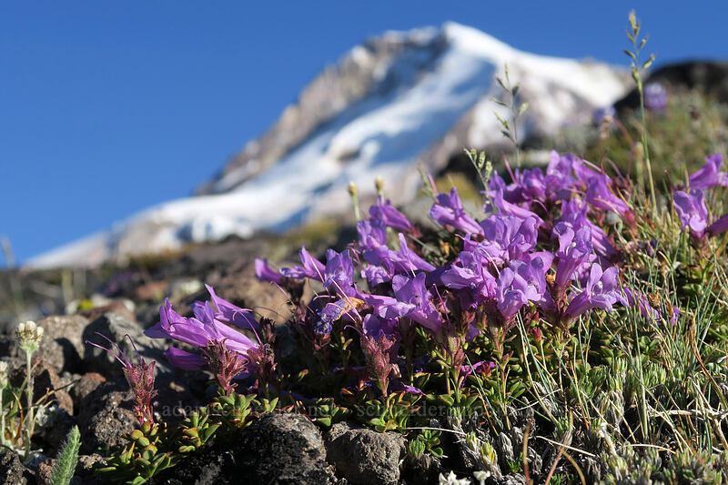 Davidson's penstemon (Penstemon davidsonii) [below Barrett Spur, Mt. Hood Wilderness, Hood River County, Oregon]