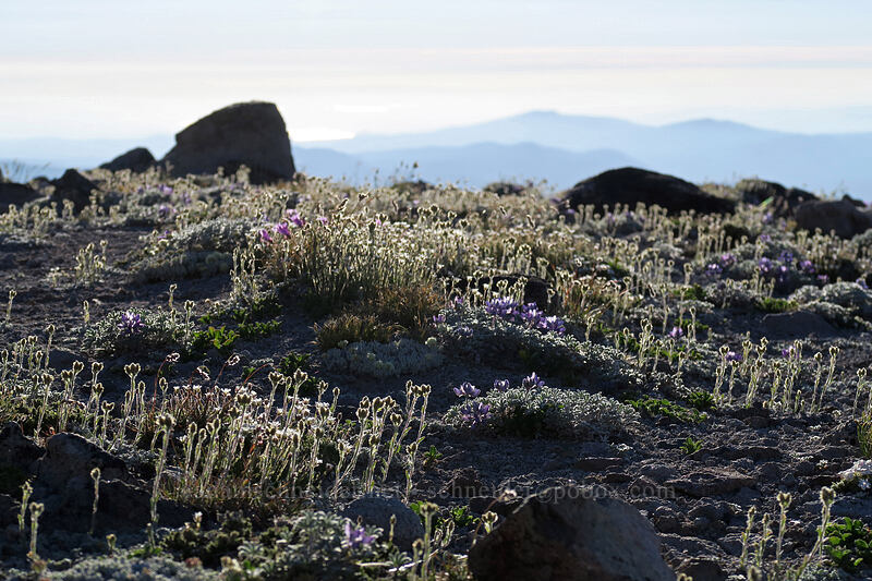 alpine pussy-toes (Antennaria media) [below Barrett Spur, Mt. Hood Wilderness, Hood River County, Oregon]