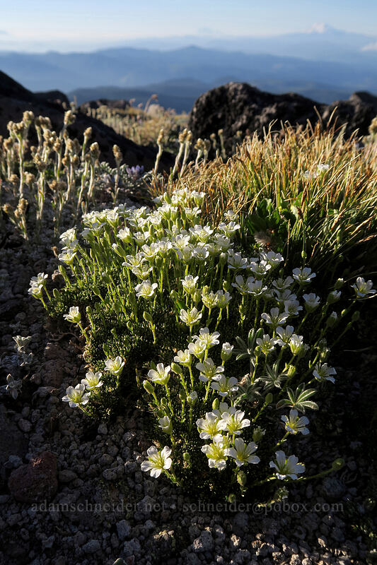 tufted saxifrage (Saxifraga cespitosa var. emarginata (Saxifraga caespitosa)) [below Barrett Spur, Mt. Hood Wilderness, Hood River County, Oregon]