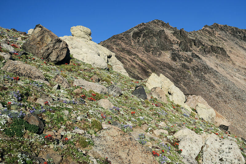 alpine wildflowers & Barrett Spur [below Barrett Spur, Mt. Hood Wilderness, Hood River County, Oregon]