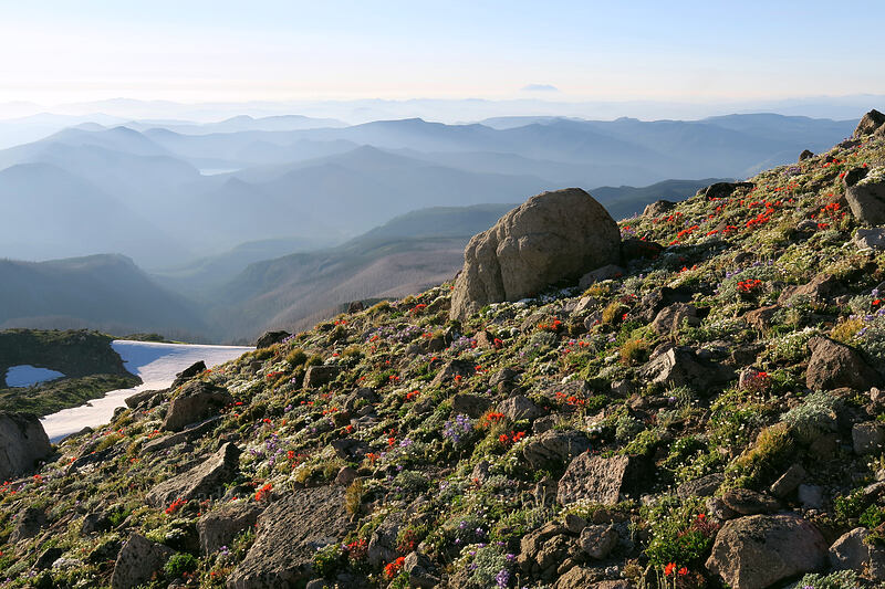 alpine wildflowers [below Barrett Spur, Mt. Hood Wilderness, Hood River County, Oregon]