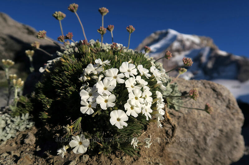 Henderson's phlox & cushion buckwheat (Phlox hendersonii, Eriogonum ovalifolium) [below Barrett Spur, Mt. Hood Wilderness, Hood River County, Oregon]
