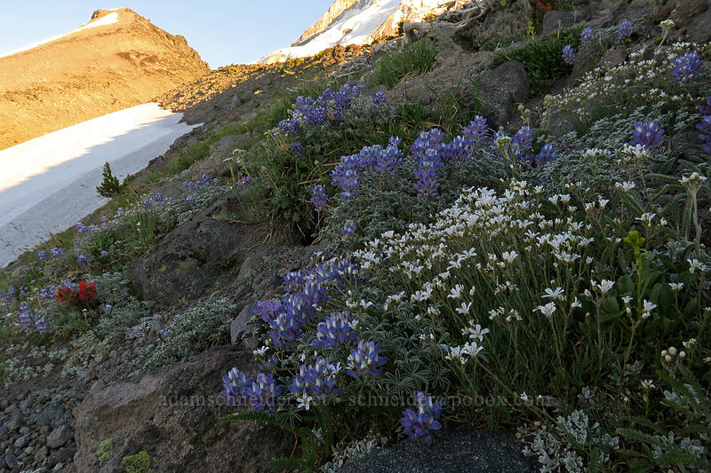 sandwort & dwarf lupines (Eremogone capillaris (Arenaria capillaris), Lupinus lepidus var. lobbii) [above Dollar Lake, Mt. Hood Wilderness, Hood River County, Oregon]