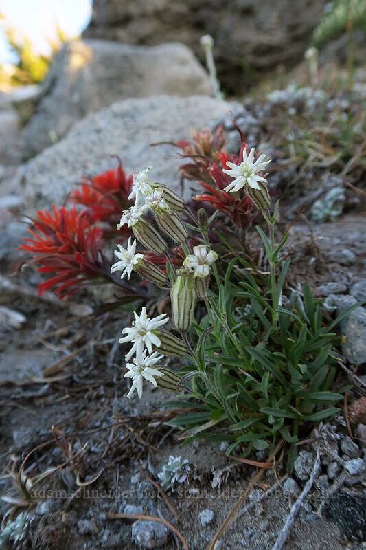 Cascade catchfly & cliff paintbrush (Silene suksdorfii, Castilleja rupicola) [above Dollar Lake, Mt. Hood Wilderness, Hood River County, Oregon]