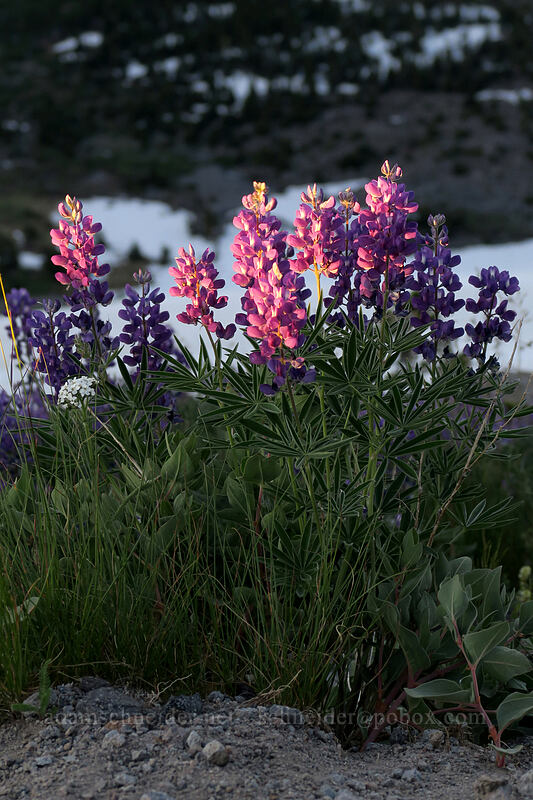 lupines (Lupinus latifolius) [above Dollar Lake, Mt. Hood Wilderness, Hood River County, Oregon]