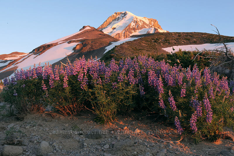 lupines at sunset (Lupinus latifolius) [above Dollar Lake, Mt. Hood Wilderness, Hood River County, Oregon]