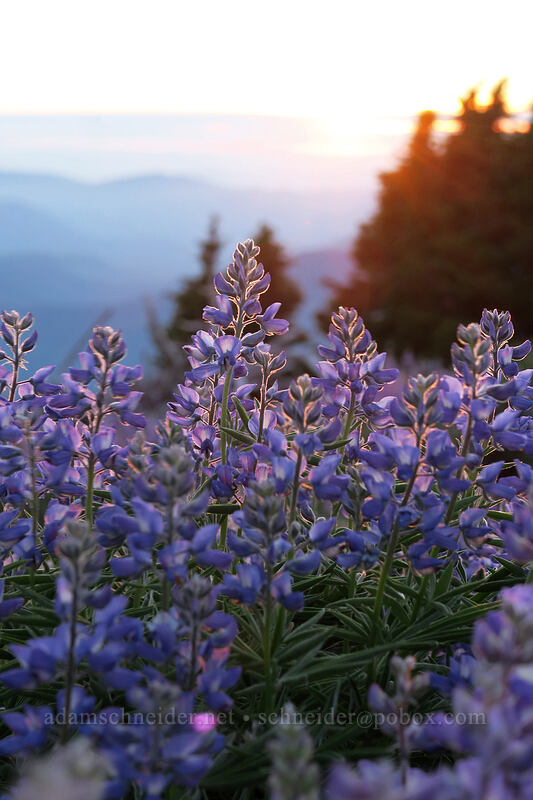 lupines (Lupinus latifolius) [above Dollar Lake, Mt. Hood Wilderness, Hood River County, Oregon]